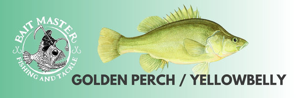 Golden Perch Yellowbelly