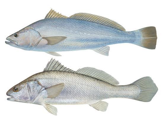 Mulloway Jewfish Lures — Bait Master Fishing and Tackle