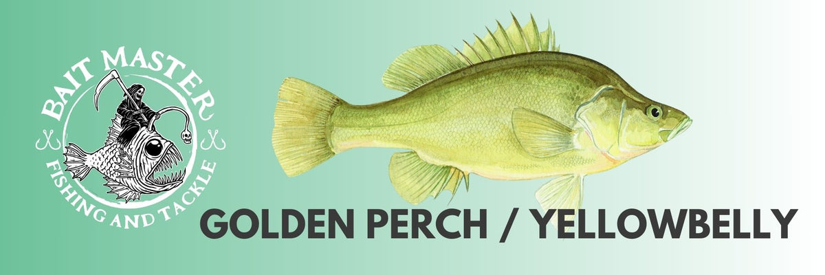 Golden Perch / Yellowbelly Bait Master Fishing and Tackle